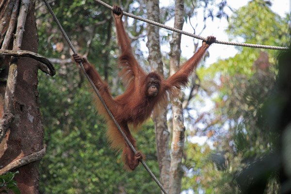 Orang Utan